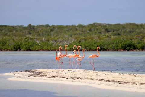 Flamingos At The Sandbar