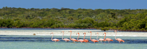 Flamingo Patrol