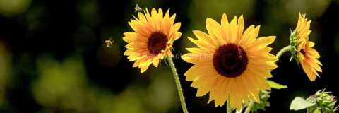 Sunflower And Bees