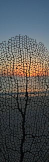 Sea Fan Silhouette