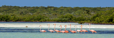 Flamingo Patrol