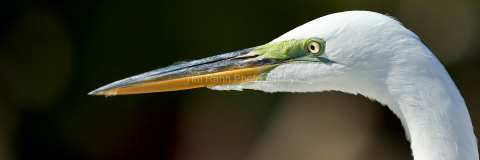 Focused Egret