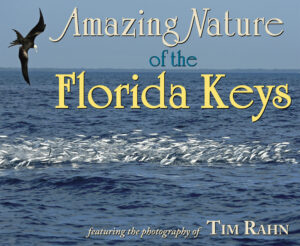 Amazing Nature of the Florida Keys